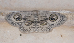 Problepsis ocellata