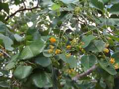 Pterocarpus rotundifolius