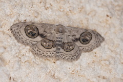 Problepsis ocellata