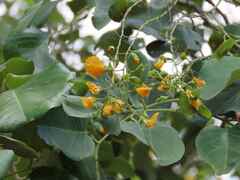 Pterocarpus rotundifolius