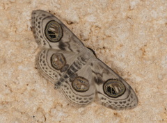 Problepsis ocellata