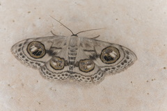 Problepsis ocellata