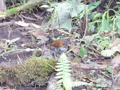 Grallaria hypoleuca