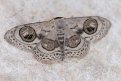 Problepsis ocellata