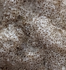 Cryptosula pallasiana