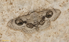 Problepsis ocellata