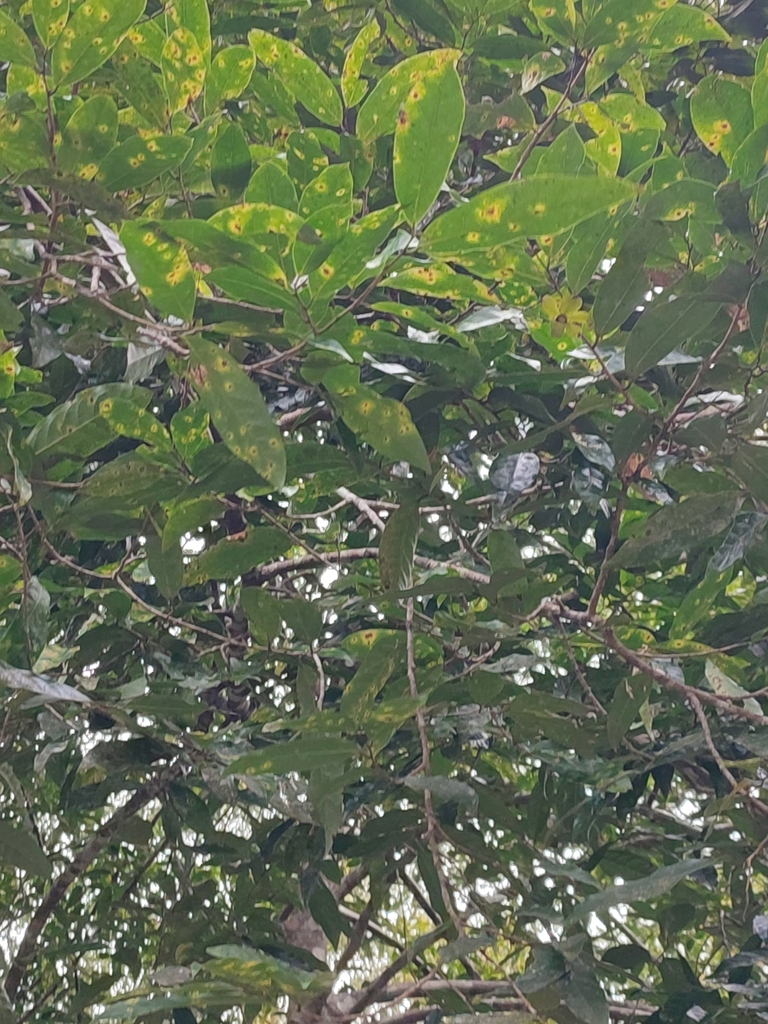 Hubera jenkinsii (Hubera jenkinsii)