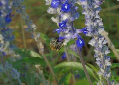 Anthophora paranensis