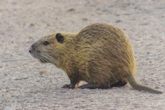Myocastor coypus