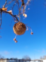 Magnoliopsida