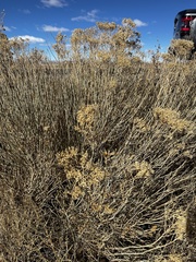 Chrysothamnus viscidiflorus