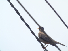 Turdus falcklandii magellanicus