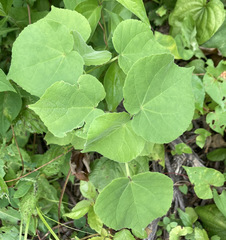 Abutilon theophrasti