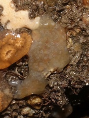 Aplidium glabrum