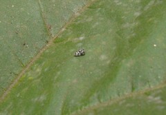 Psyllobora picta