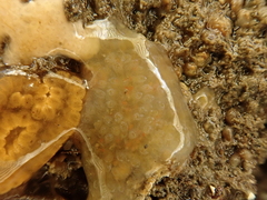 Aplidium glabrum