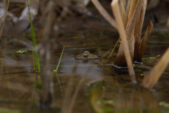 Pelophylax ridibundus