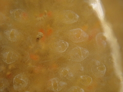 Aplidium glabrum