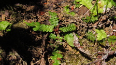 Blechnum corralense