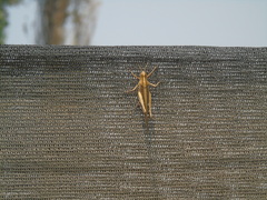 Schistocerca cancellata