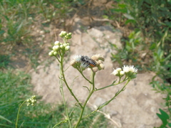 Megachile pollinosa