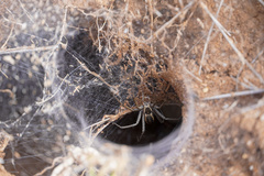 Euprosthenops