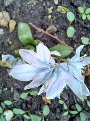 Scilla mischtschenkoana