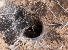 Euprosthenops