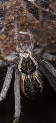 Euprosthenops