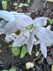 Scilla mischtschenkoana