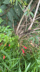 Russelia equisetiformis