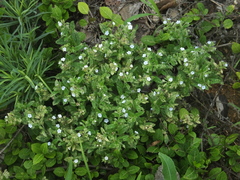 Bothriospermum secundum