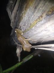 Polypedates occidentalis