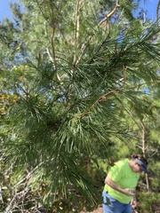 Pinus clausa