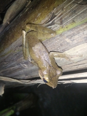 Polypedates occidentalis