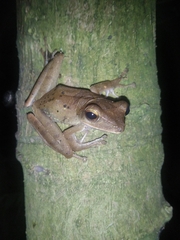 Polypedates occidentalis