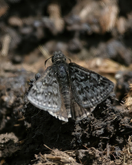 Erynnis telemachus