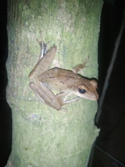 Polypedates occidentalis