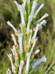 Erica perspicua perspicua