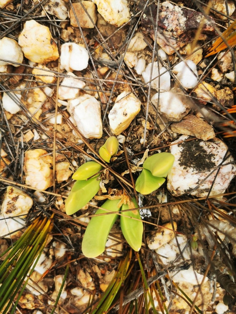 Gibbaeum esterhuyseniae, Overberg, ZA-WC, ZA
