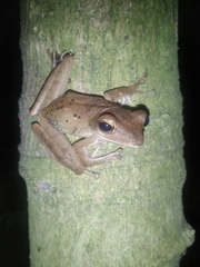 Polypedates occidentalis