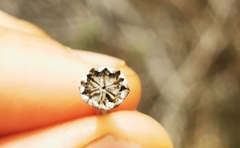 Gibbaeum esterhuyseniae