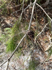 Pinus clausa