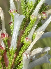 Erica perspicua perspicua