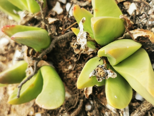 Image of Gibbaeum esterhuyseniae by (c) Barbara le Roux, some rights reserved (CC BY-SA)