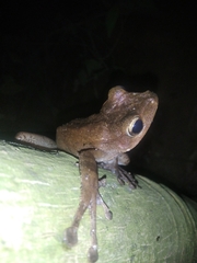 Polypedates occidentalis