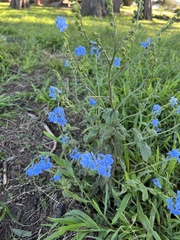 Cynoglossum amabile