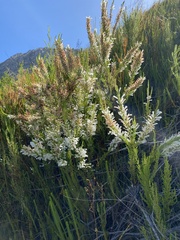 Erica perspicua perspicua