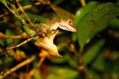Satanic Leaf-Tailed Gecko photo 4