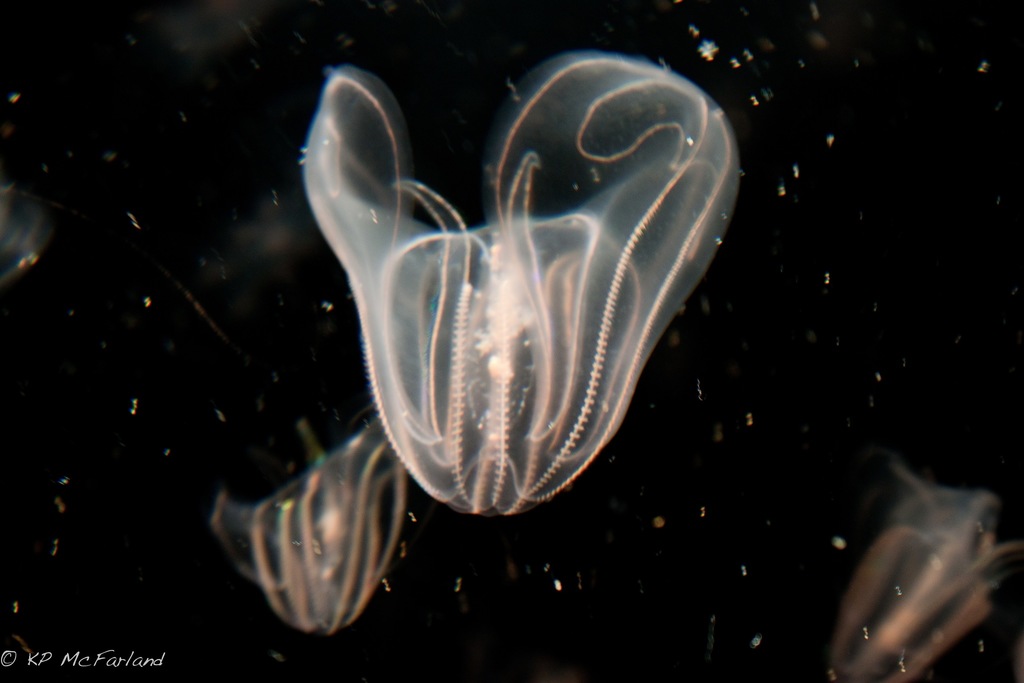 Common Comb Jelly (Boston Inner Harbor Species) · iNaturalist